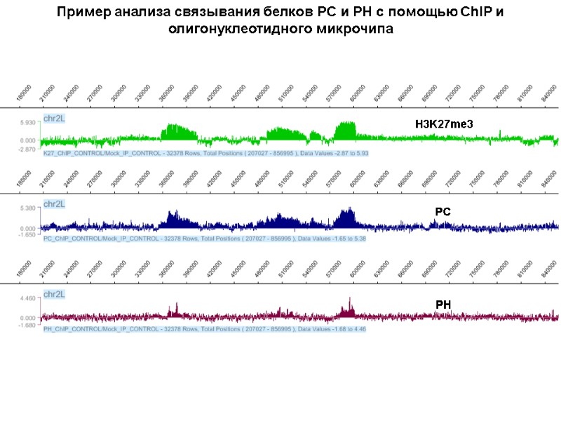 Пример анализа связывания белков PC и PH с помощью ChIP и олигонуклеотидного микрочипа PH